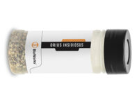 Orius-insidiosus Orius insidiosus