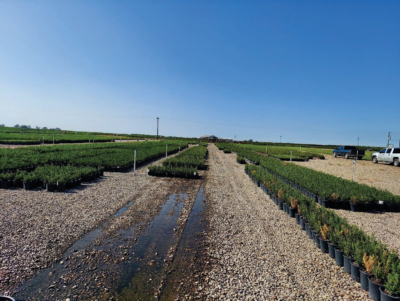 Figure 5. Standing water in section 9019 where scrappage rate was high.