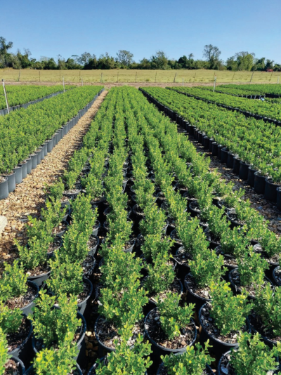 Figure 6. Boxwood crop in section 10004