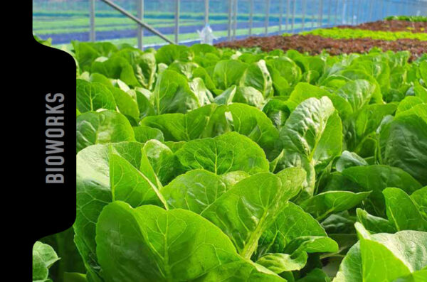 Lettuce Growing in Greenhouse