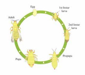 life cycle western thrips