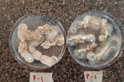 pepper roots trichoderma