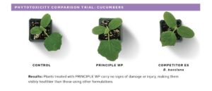 Principle phytotoxicity