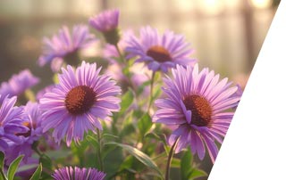 Purple Flowers