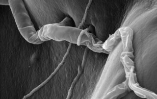 t22 parasitizing rhizoctonia