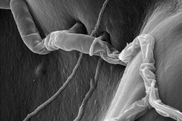 t22 parasitizing rhizoctonia
