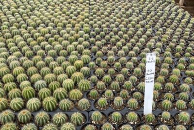 trichoderma on notocactus